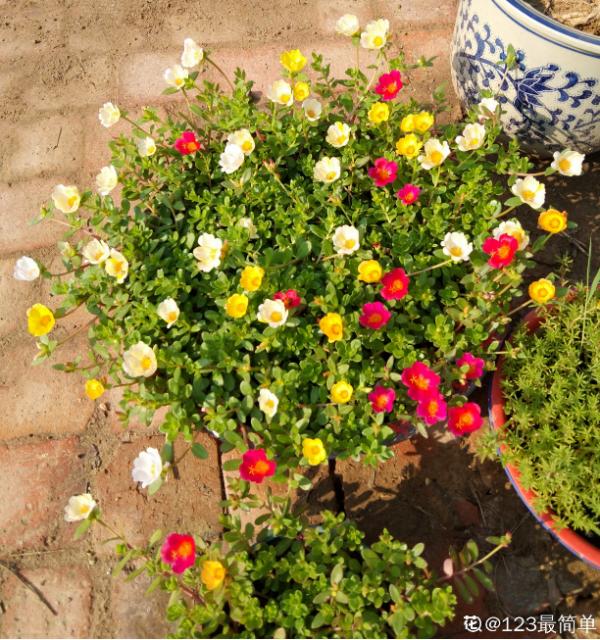 別人的太陽花花期超長,做好這6步養護,在家也能長久賞花 別人的太陽花花期超長,做好這6步養護,在家也能長久賞花