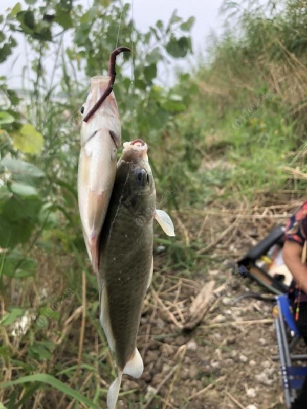 2021垂釣日誌之56,艱辛垂釣路,魚獲足補償 2021垂釣日誌之56,艱辛垂釣路,魚獲足補償