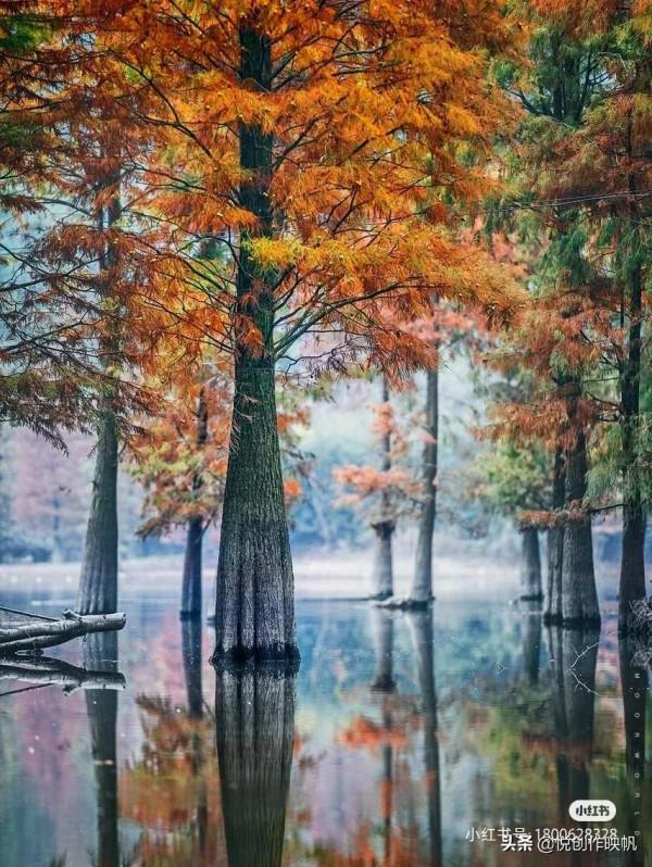 浙江紅杉林景點