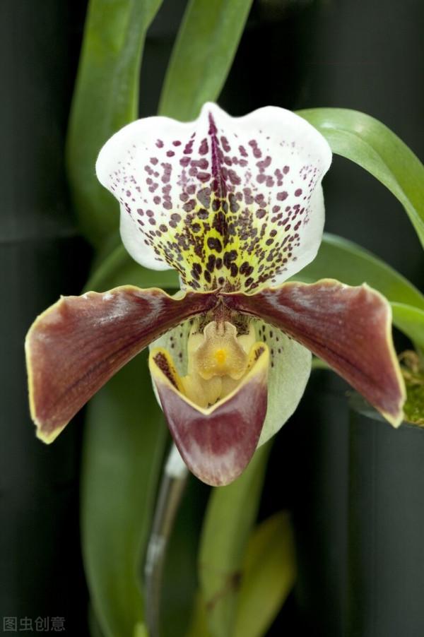 拖鞋蘭又稱兜蘭