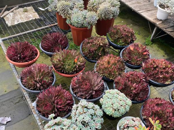 多肉弗蘭克出狀態很容易,想要多頭群生,大棚主的方法值得參考 多肉弗蘭克出狀態很容易,想要多頭群生,大棚主的方法值得參考