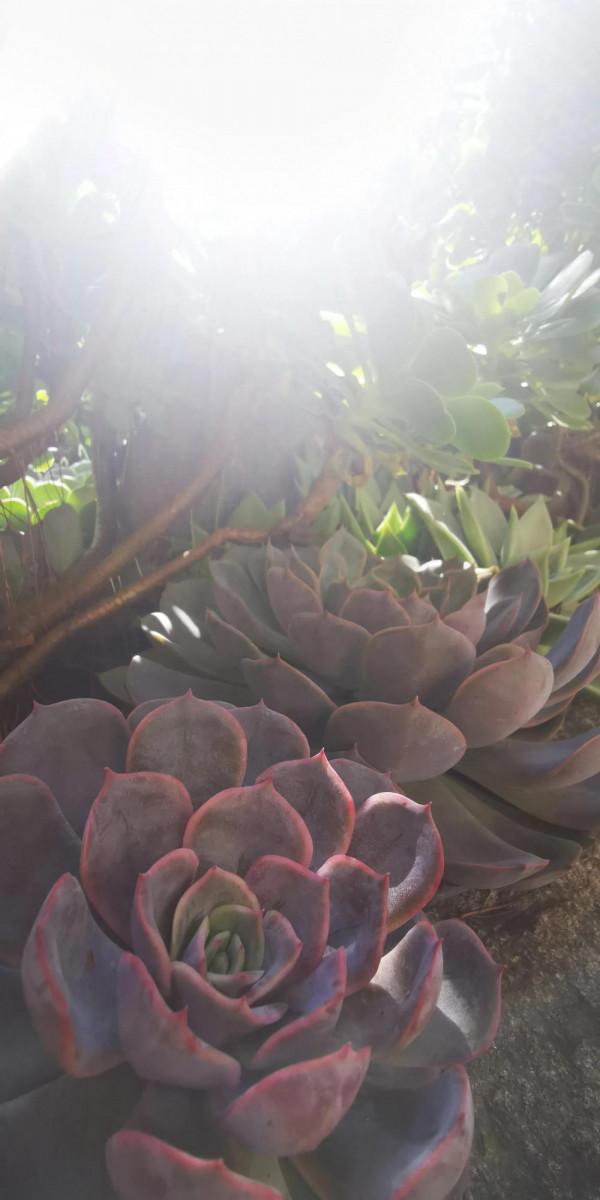 網紅“最美尼姑庵”寂照庵，我想潑你一點點冷水