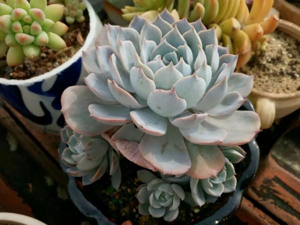 5種漂亮花，冬天“愛睡覺”，少水“缺糧”多曬曬才能長得好