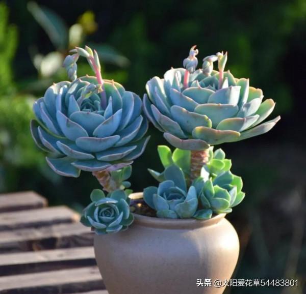 多肉玉蝶是“夏必死”太難養，狠心做好5件事，再也不徒長和爛根