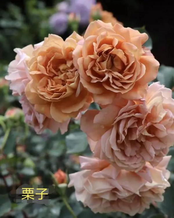 木村卓功及木村系列月季品種（4）