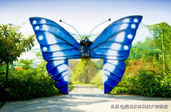 央視“點名”關注!陝西這所高校的全魚宴、巧克力饅頭饞哭網友 央視“點名”關注!陝西這所高校的全魚宴、巧克力饅頭饞哭網友