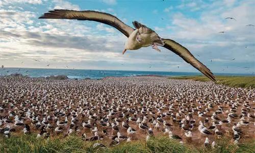 中途島戰役前夕的人鳥大戰，美軍一個偵察連差點全軍覆沒
