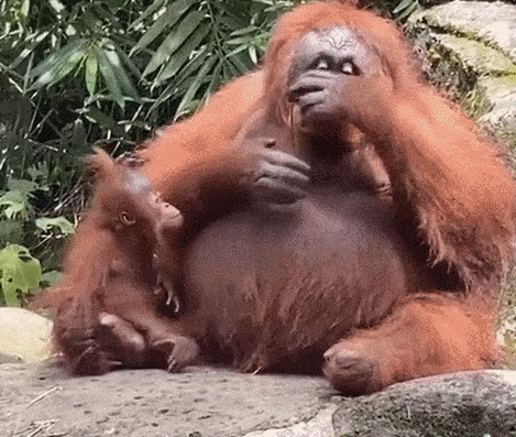 30張活久見的照片，消防員給昏迷的狗做人工呼吸，猩猩戴墨鏡耍酷