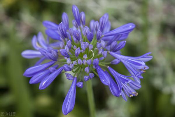 30種藍色的花卉裡面,你見過的有多少種? 30種藍色的花卉裡面,你見過的有多少種?
