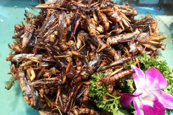 挑戰雲南美食，舌尖上的蟲子