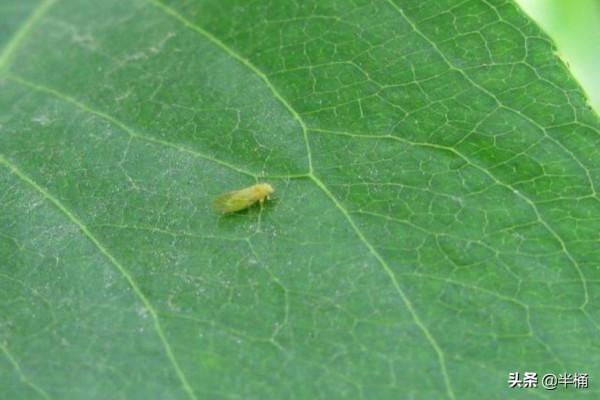 入侵英國導致房價暴跌的日本虎杖,為何我國敢大力種植? 入侵英國導致房價暴跌的日本虎杖,為何我國敢大力種植?