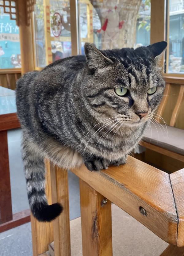 糟糕,鬍子太搶戲了 糟糕,鬍子太搶戲了