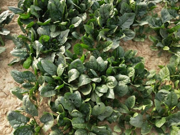 3種蔬菜，現在種正適合，種植方法是關鍵，出苗多，產量高