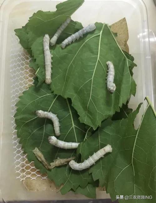 如何飼養桑蠶丨養殖家蠶的前景和收益怎麼樣