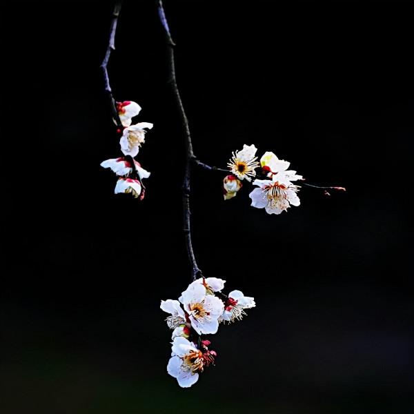 散文|葉 梅:江南梅花三品 散文|葉 梅:江南梅花三品