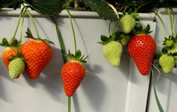 “海歸廠二代”工廠種蔬菜,不用土壤長在氣霧裡,1畝相當8畝土地 “海歸廠二代”工廠種蔬菜,不用土壤長在氣霧裡,1畝相當8畝土地