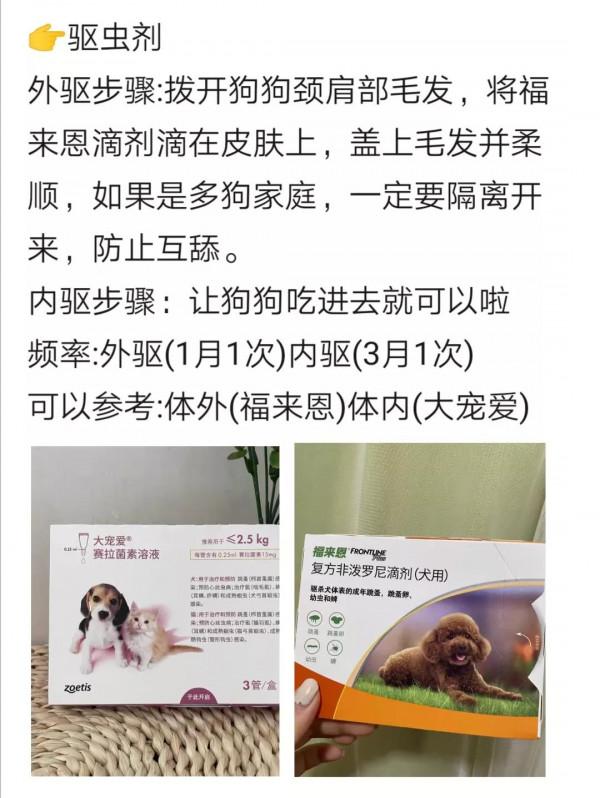 多年養狗人告訴你：這樣養狗才正確