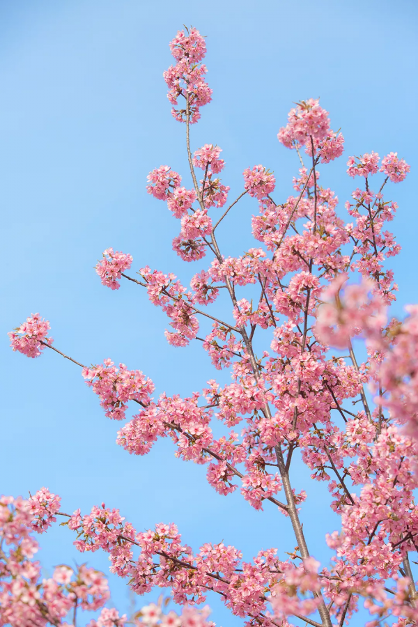 羨慕了！西昌人，你的早櫻美景正在派送中，請接收