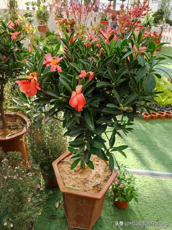 年底明星集中“暴雷”,對我們普通人的意義是什麼? 年底明星集中“暴雷”,對我們普通人的意義是什麼?