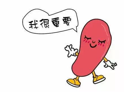 脾溼，寒溼內盛或溼熱內蘊？怎麼進行調理？以健脾祛溼為主