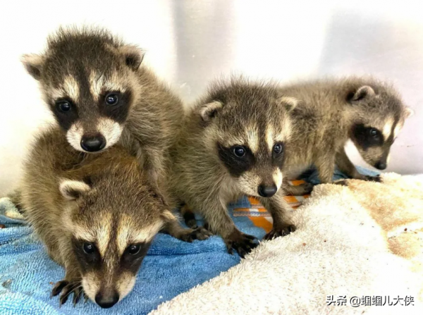 27種動物照片大集合,出生不久的小刺蝟長成這樣,大自然真神奇 27種動物照片大集合,出生不久的小刺蝟長成這樣,大自然真神奇