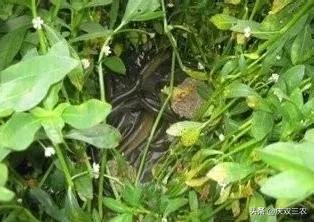 養殖一畝黃鱔需要多少成本?能賺多少錢?怎樣確保養殖成功? 養殖一畝黃鱔需要多少成本?能賺多少錢?怎樣確保養殖成功?