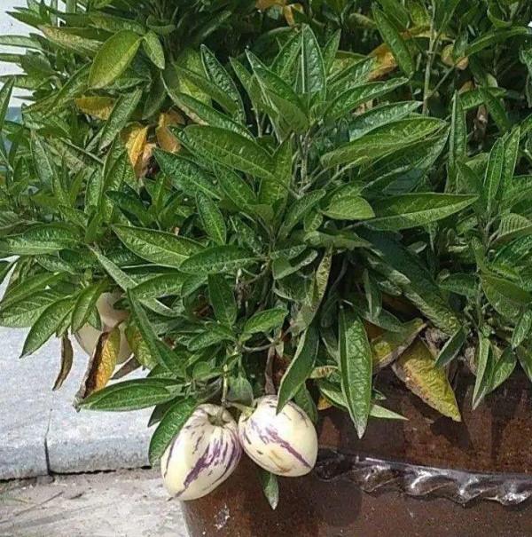 1種花俗稱“搖錢樹”,滿盆長滿小元寶,大吉大利,好看吉祥 1種花俗稱“搖錢樹”,滿盆長滿小元寶,大吉大利,好看吉祥