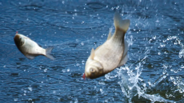 冬天垂釣,怎樣選好裝備才好 冬天垂釣,怎樣選好裝備才好