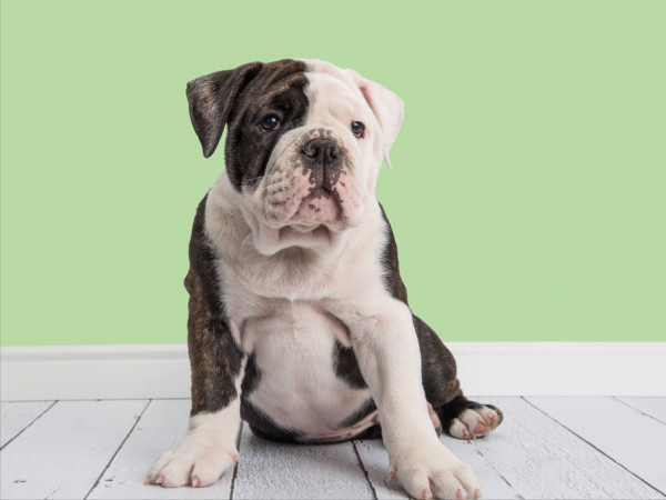 養狗人需知！這幾種大狗，不能在市區養