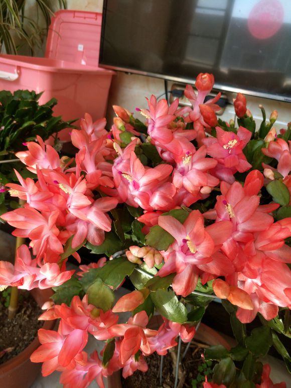 9種&OpenCurlyDoubleQuote;貴氣花&rdquo;，立春後&OpenCurlyDoubleQuote;快扦插&rdquo;，生根快，比夏天還&OpenCurlyDoubleQuote;好活&rdquo;