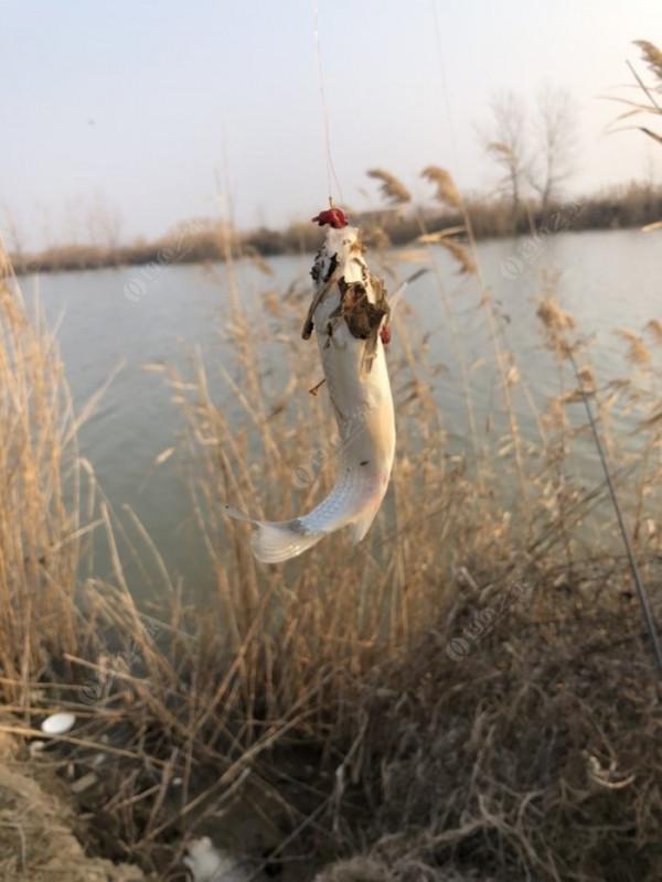 2022垂釣日誌之1，成子湖支流這河魚怎麼這麼瘋