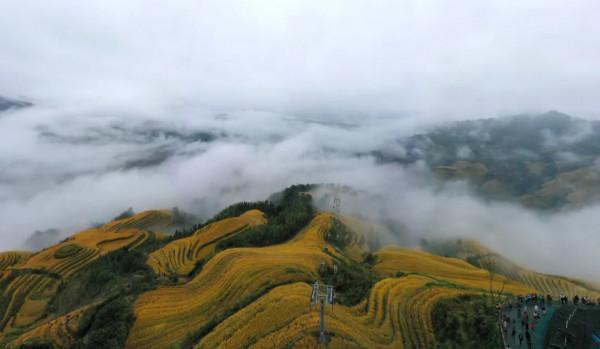 廣西龍脊梯田:雨後雲霧如畫 廣西龍脊梯田:雨後雲霧如畫