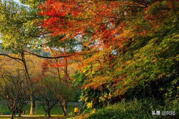 孤山的冬天,沒有層林盡染,卻照樣秋意盎然 孤山的冬天,沒有層林盡染,卻照樣秋意盎然