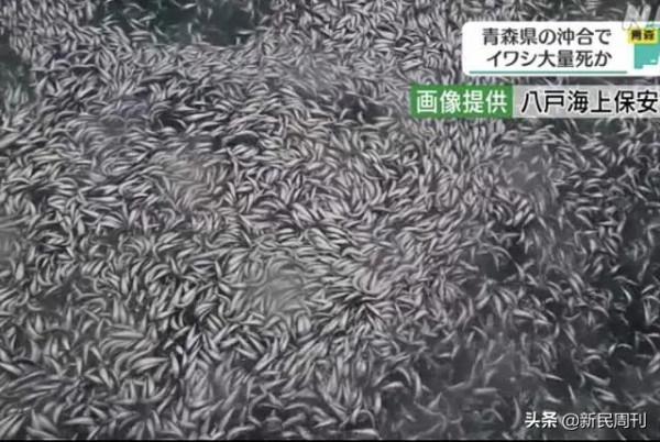 日本近海大量魚類神秘死亡