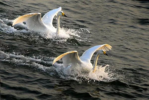 天鵝是美麗的，靈動的