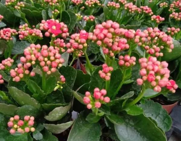 5種漂亮花，冬天放在陽光下養，春天長得旺，開花多