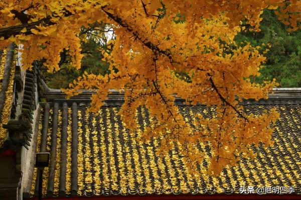 紅螺寺的秋,即使在陰霾的天氣,也是如此金黃燦爛 紅螺寺的秋,即使在陰霾的天氣,也是如此金黃燦爛