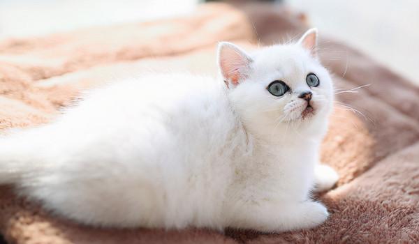 飼養攻略|英短銀漸層怎麼養? 飼養攻略|英短銀漸層怎麼養?