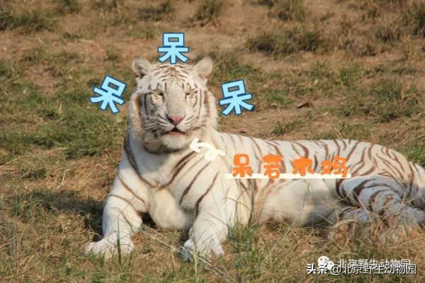 歡樂動物園｜萌化人心的表情包來啦