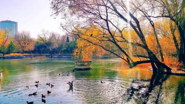 北京紫竹院公園初冬的水中倒影彷彿水墨畫