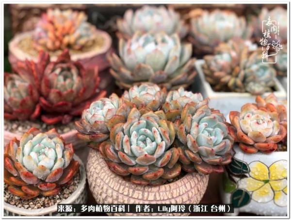 多肉是一個人的狂歡，小城多肉花壇準備出道啦