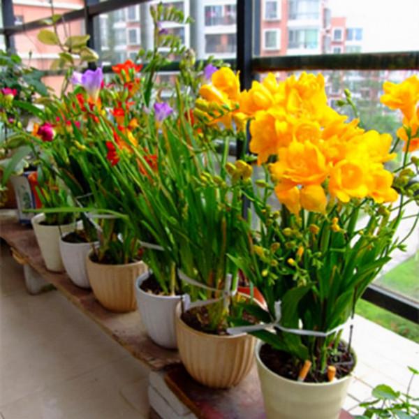 6種&OpenCurlyDoubleQuote;網紅花&rdquo;，喜歡可以買，顏值高，價格實惠，看著就&OpenCurlyDoubleQuote;歡喜&rdquo;