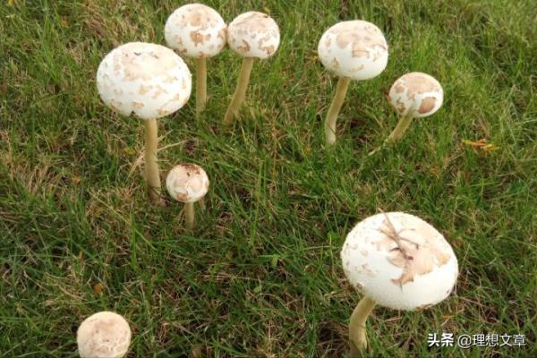 隨遇而安的小蘑菇