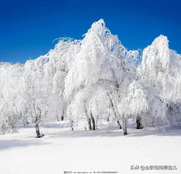 分享——雪松美景