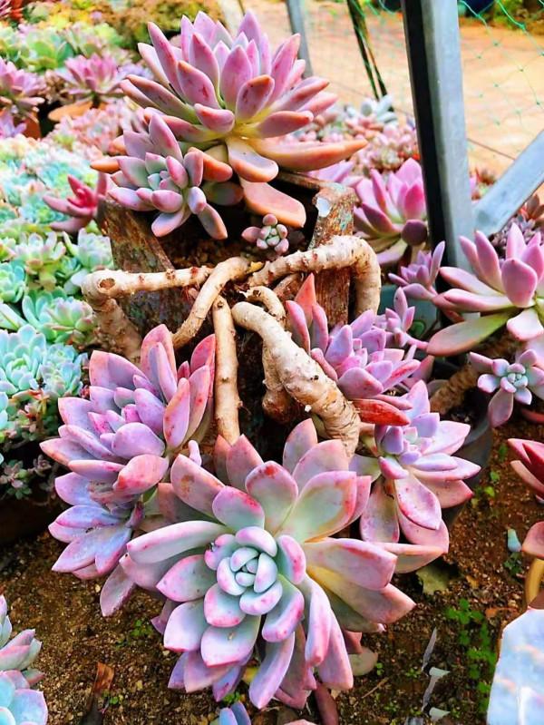 多肉“奧普琳娜”，比冬美人皮實，老樁也更漂亮