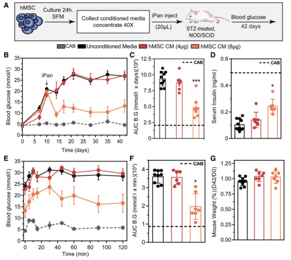 hMSC分泌的效應物加速胰島再生 hMSC分泌的效應物加速胰島再生