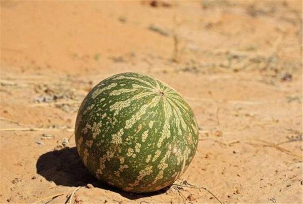 在沙漠裡再渴也別隨地採食“西瓜”,科學家:救命隨時會變喪命 在沙漠裡再渴也別隨地採食“西瓜”,科學家:救命隨時會變喪命