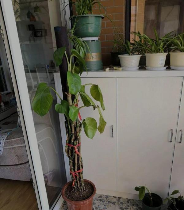 平時的“貴貨花”，路邊扔了一卡車，趕緊撿回家