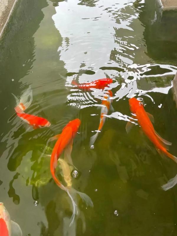 如何去除口中殘留的大蒜和洋蔥味? 如何去除口中殘留的大蒜和洋蔥味?