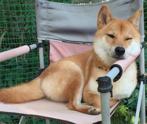 科學長肉:柴犬太瘦了,有哪些“增肥”方法? 科學長肉:柴犬太瘦了,有哪些“增肥”方法?